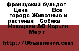 француский бульдог › Цена ­ 40 000 - Все города Животные и растения » Собаки   . Ненецкий АО,Нарьян-Мар г.